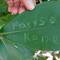 Feuille de l'arbre autographe