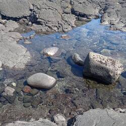 Les tortues sont au rendez-vous