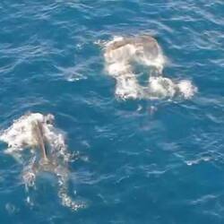 Les baleines au loin