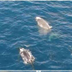 Les baleines vues par drone