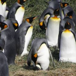 Das Ei wird auf den Füssen balanciert....