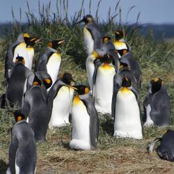 …und schwups verschwindet es unter der Bauchfalte.