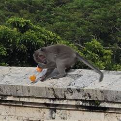 Monkey enjoying it's stolen Fanta, even managed to unscrew the lid