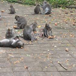 They might look cute but they are evil. 🐒