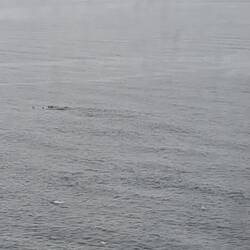 Those little ripples are jumping penguins!