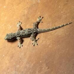 Das ist noch ein Baby, aber habe es größer gezoomt