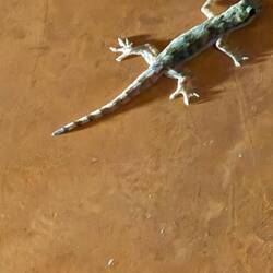 Unsere süßen Helfer gegen Stechmücken