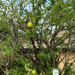Ein Kalabassenbaum, hieraus werden Gefäße oder Musikinstrumente hergestellt