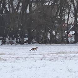 Fuchs, leider weit weg