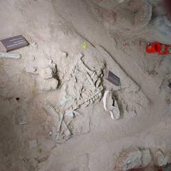 Das Kamel, von einem Raubtier (Bissspuren) zerlegt.