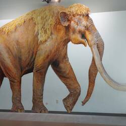 14 Feet hoch (4,2 Meter).