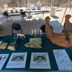 Links Zähne vom Elefant, rechts vom Supermammoth.