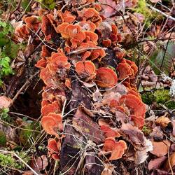 Tolle Pilzformationen