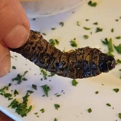 sehr leckere, fritierte Maden