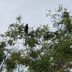 On l'entend tout le temps le coucou koel