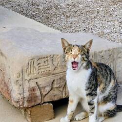 And, I'm tired too. Time for another nap.