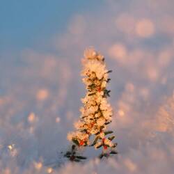 Eine kleine Baumspitze. Der Schnee ist in den Verwendungen bis zu 1m tief