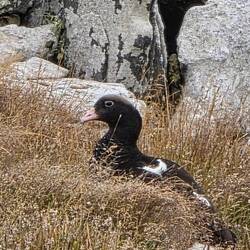 Kelp Goose-Male