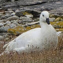 Kelp Goose