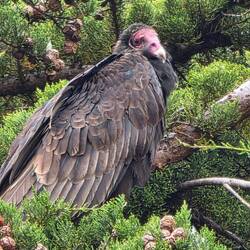 Turkey Buzzard-A Face Only A Mother Could Love