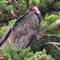 Turkey Buzzard-A Face Only A Mother Could Love