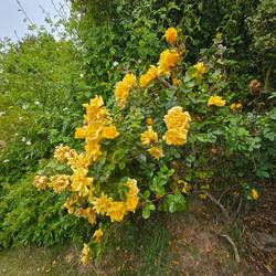 Surprise-Roses in Napier Garden in Falkland Islands