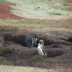 Magellanic Penguins