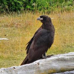 Striated Caracara-Very Inquisitive Birds