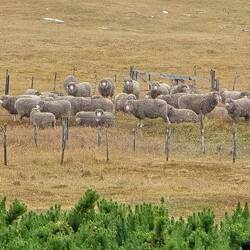 Napier's Sheep
