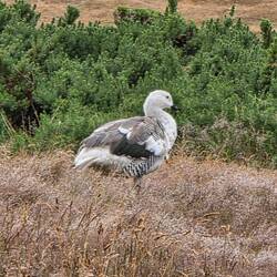 Upland Goose-Male
