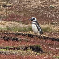 Magellanic Penquin