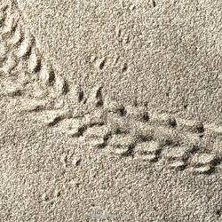 Hier war ne Honu unterwegs ins Wasser