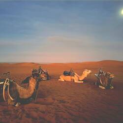 Bei Vollmond ging's mir den Dromedaren zurück ins Camp