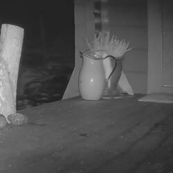 Ermine erkundet zum 1. Mal den Blechkrug