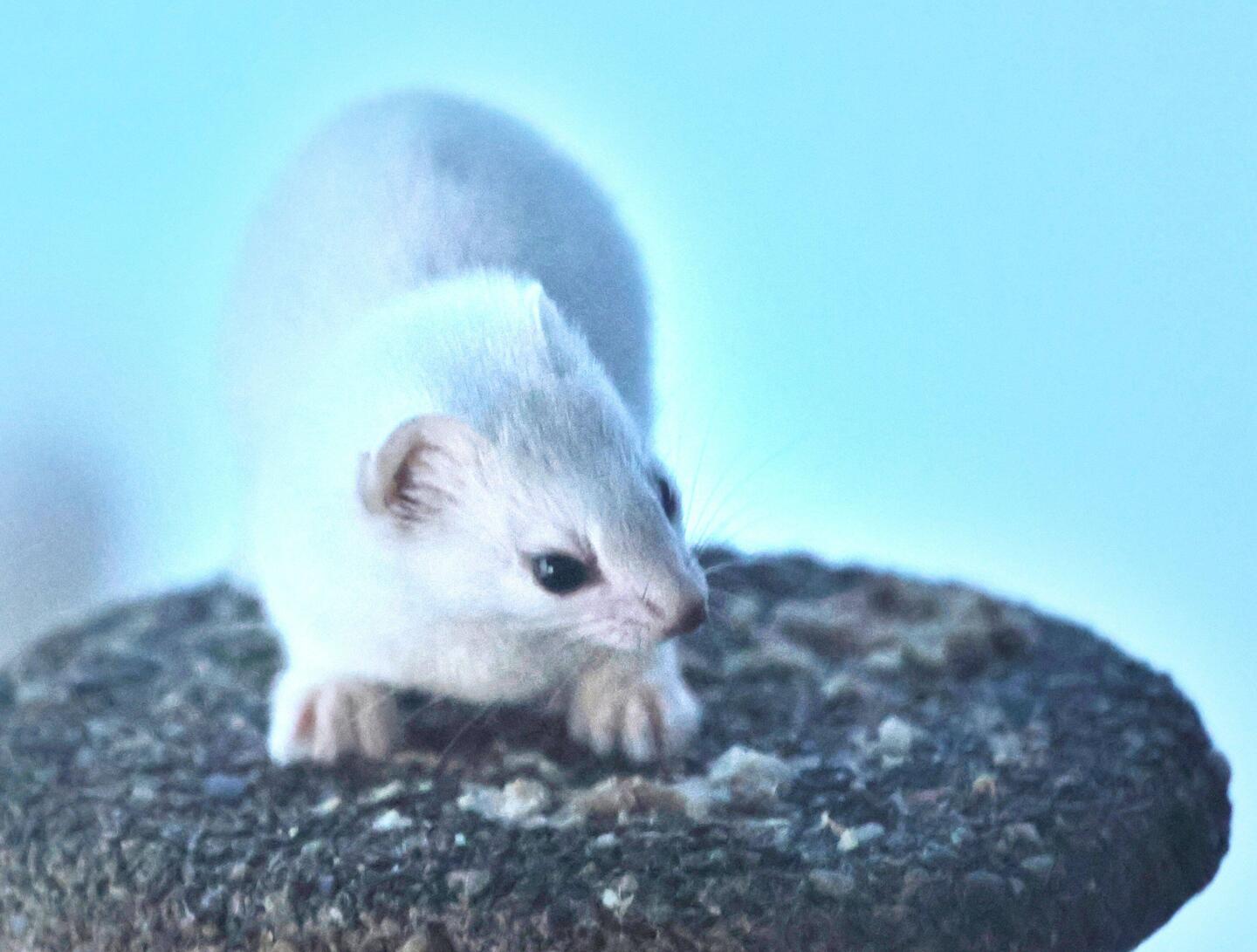 Endlich mal wieder bei Tageslicht gesehen und selbst fotografiert