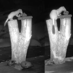 Hier ist der Beweis, es sind tatsächlich 2 verschiedene 🤗