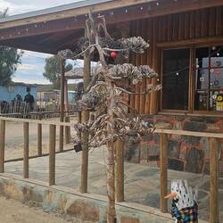 First stop, Rancho Nuevo Chapala for breakfast