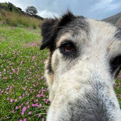 ..ein blitzgescheiter Hütehund..