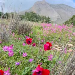 Ein ganz herzlicher Hirte freut sich dass mir seine Tiere so gefallen 🥰