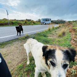 ..er und sein etwas schüchterner Kollege sind live dabei..