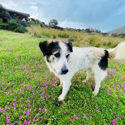 ..der genau wusste, dass ich keine Gefahr für seiner Herde bin..