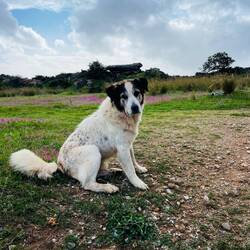 ..aber er möchte sich gerne nochmal kraulen lassen🐶❣️