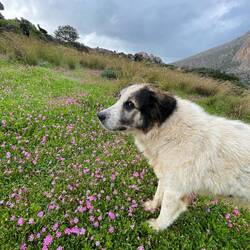 ..und dieser verschmuste Kandidat? 🐶🫶