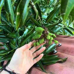Baby mango