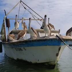 ... verlassene Boote werden gekapert ...