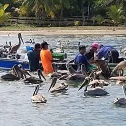 Beim Einholen der Netze muss der Fang gut verteidigt werden.