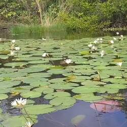 Seerosen gibt's auch ausführlicher ...