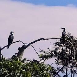 ... und auch Kormorane, die wohl ein Schwätzchen halten ☺️