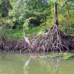 Am Ufer des Rio Dulce ...