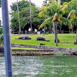 ... die Seekühe, Manatees - hier aus Stein - sind im Rio Dulce auch live unterwegs.